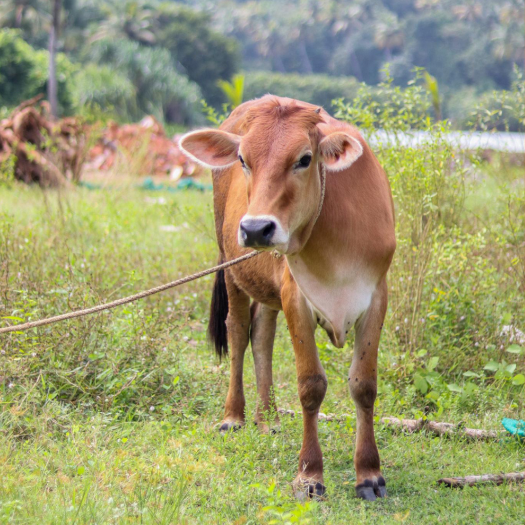 Gau Seva by feeding roti and jaggery to a cow for Grah Dosh and Vastu Dosh remedies