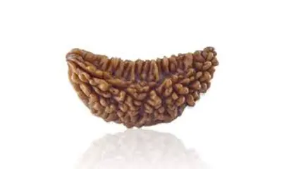 1 Mukhi Rudraksha