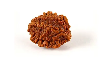 2 Mukhi Rudraksha
