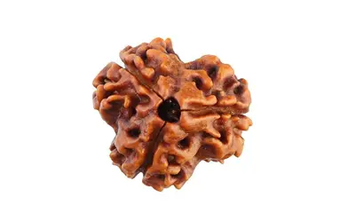3 Mukhi Rudraksha