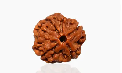 4 Mukhi Rudraksha