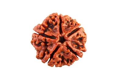 Panch Mukhi Rudraksha