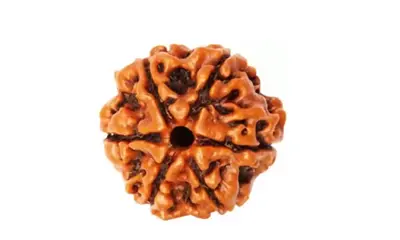6 Mukhi Rudraksha