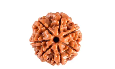 Saat Mukhi Rudraksha