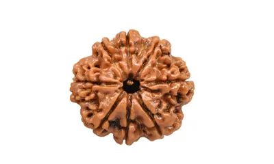 8 Mukhi Rudraksha